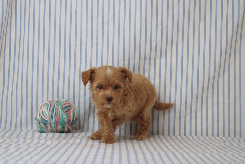 puppy, for, sale, Shi Poo, Matthew B. Stoltzfus, dog, breeder, Gap, PA, dog-breeder, puppy-for-sale, forsale, nearby, find, puppyfind, locator, puppylocator, aca